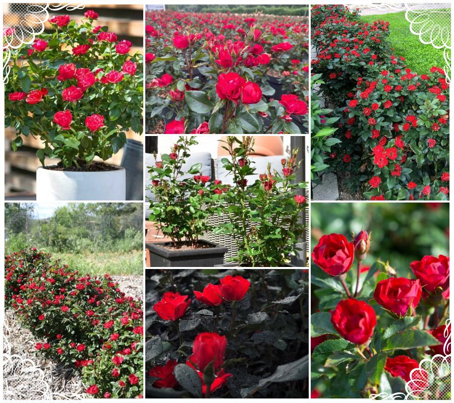 Zepeti róża miniaturowa